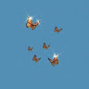 Meet your Posher, Daisyria